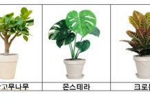 서울시, 돌봄‧학교급식노동자 100명에 반려식물 보급…정서회복‧힐링 지원